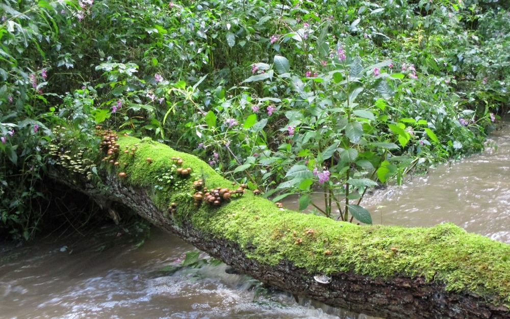 Wesemühle – Sanierung und Umbau zum Waldgut mit Wohn- und Seminarhaus